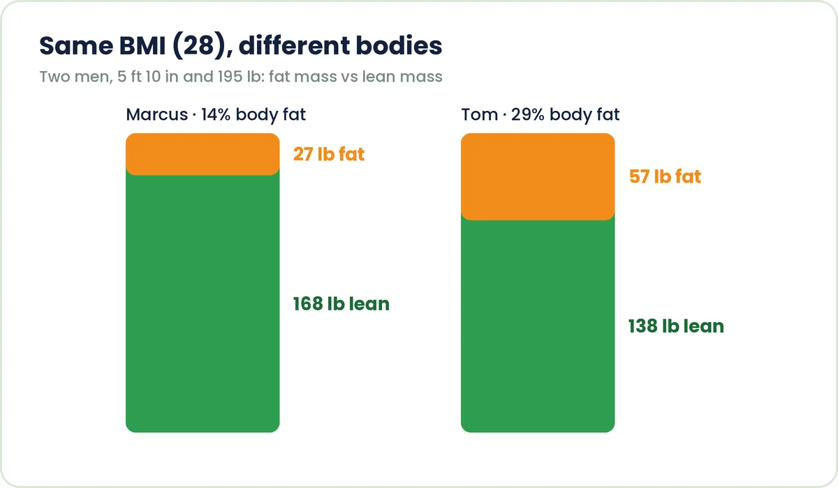 Two figures with the same BMI but different body fat percentages, one muscular and one with more fat
