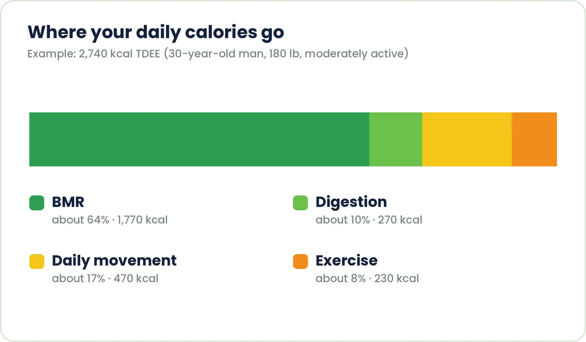 Bar chart showing where daily calories go: BMR, food digestion, daily movement and exercise